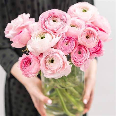 Tecolote Ranunculus Pastel Mix Bulbs For Sale Online Easy To Grow