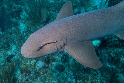 Are Nurse Sharks Dangerous Shark Diving Unlimited
