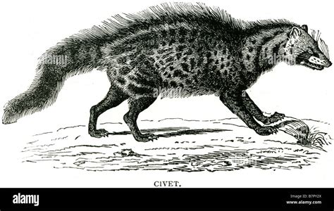 Civets Are Small Lithe Bodied Mostly Arboreal Mammals Native To The