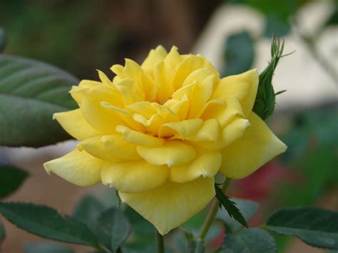 Free Hd Background Images Single Yellow Rose With Bud
