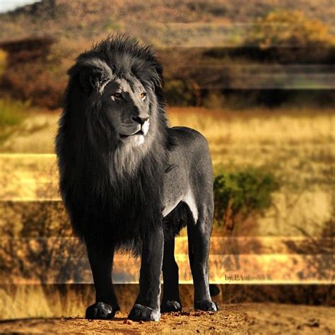 Rare Black Lion Rare Black Lion Animal Big Cats 2 Pinterest