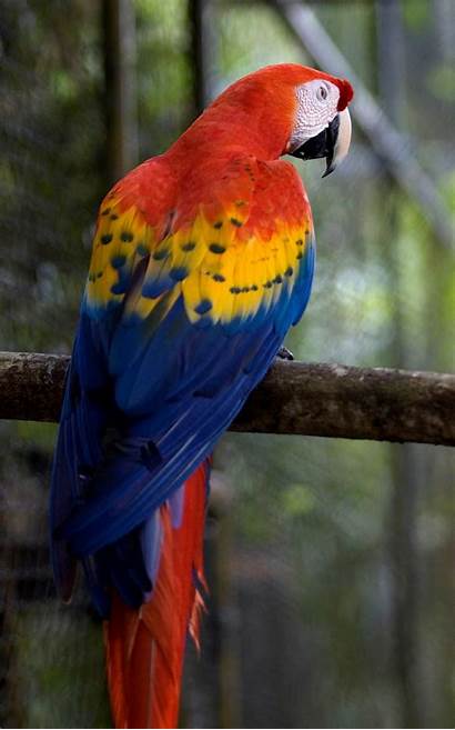 Scarlet Macaw Colorful Colourful Macaws Parrots Colours