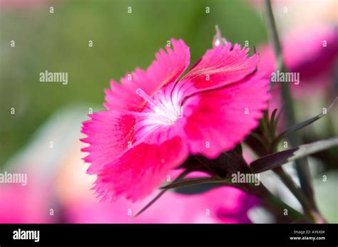 Dianthus Pinks Garden Hi Res Stock Photography And Images Alamy