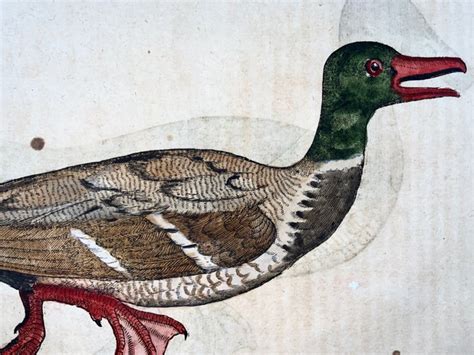 Conrad Gesner 1516 1565 Konrad Gessner Ducks Catawiki