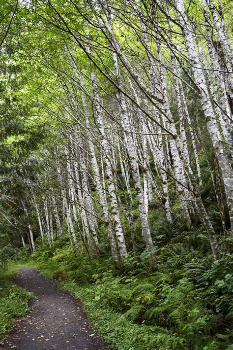 Paper Birch Trees In Pacific Northwest Landscaping Ehow