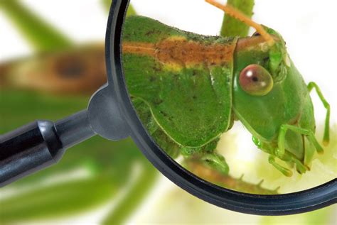 Bug Identification Guide Learn How To Identify Pests In The Garden