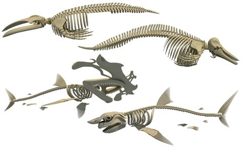 3d Sharks Skeletons 3d Model Cgtrader