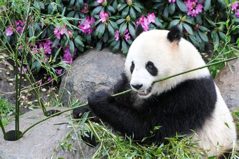 Copenhagen Zoo Breaks Ground For Panda House