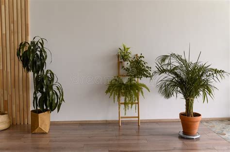 Indoor Plants On The Floor In An Empty Room Stock Photo Image Of