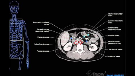 1 reason for orthopedic visits. Anatomy Labeled (Lymph Node Spaces & Hepatic Segments ...