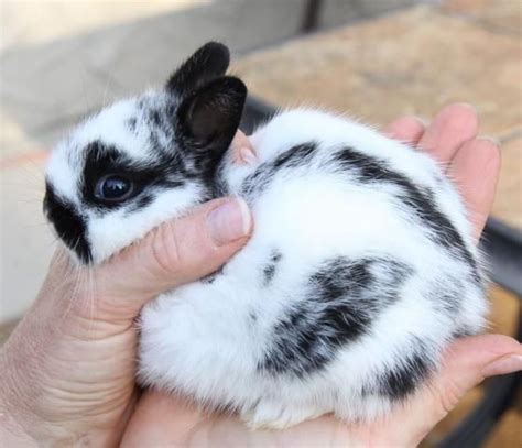Polish Rabbit Breed Information And Pictures Cute Bunny Amazing