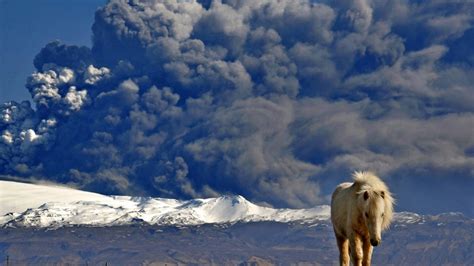 🥇 Animals Volcanoes National Geographic Horses Iceland Eruption