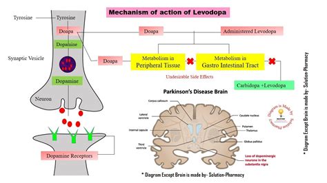 Parkinsons Disease Mechanism Of Action Of Levodopa And Carbidopa