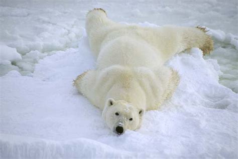The Slide Polar Bear Ken Jenkins Photography