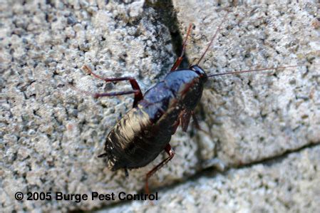 We specialize in urban and suburban wildlife damage management for both residential and commercial customers. Oriental Cockroach | Burge Pest Control
