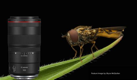 Canon Rf 100mm F28l The Perfect Lens For Macro Photography