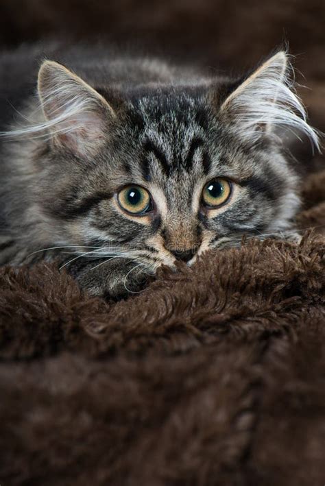 Tabby Norwegian Forest Cat Stock Image Image Of Domestic 28838371