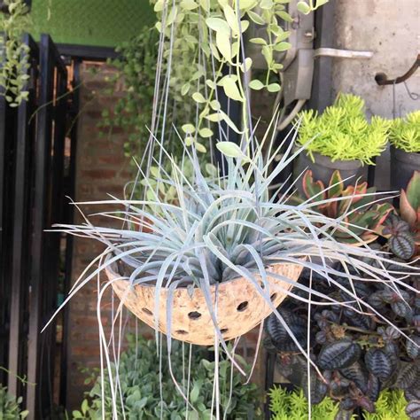 5 Easy To Grow Hanging Basket Plants Herbs Flowers Succulents