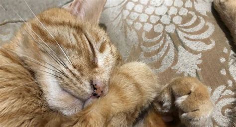 Whatsapp are using worldwide but can we make your whatsapp with usa/uk +1 number. Pikachú, el primer gato cuyas cenizas viajarán al espacio ...