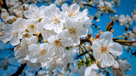 Download Wallpaper 3840x2160 White Close Up Cherry Tree Spring