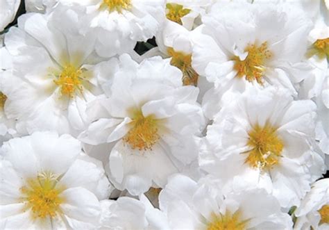 Portulaca grandiflora Sundial White Sēklas Onava lv