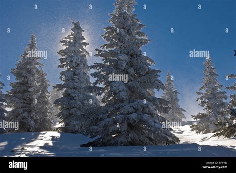 Pine Trees Covered With Snow Stock Photo Alamy