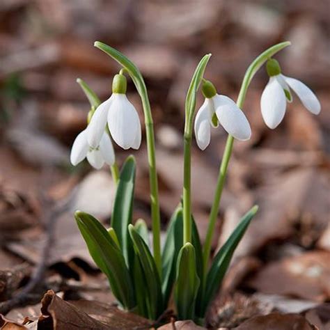 Single And Double Snowdrops In The Green Twinpack Yougarden