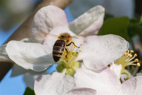 Honey Bee Pollination Process Stock Image Image Of Eyes Color