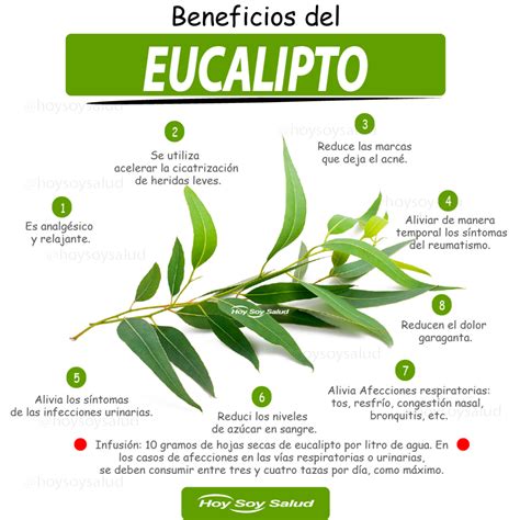 Beneficios Saludables Del Eucalipto FOTO Explicativa HOYSOY NET