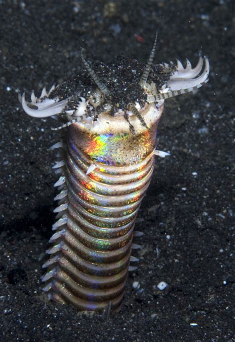 Poisonous Worms Deep Sea Creatures Ocean Creatures Underwater Creatures