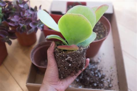 Creating your own succulent garden is a lot of fun and much easier than you might expect. How to plant a succulent container garden in a bowl