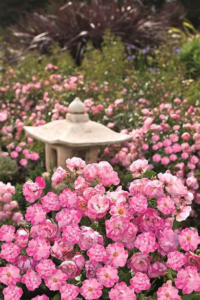 Pink Rose Carpet Splash Flower Roses Plants