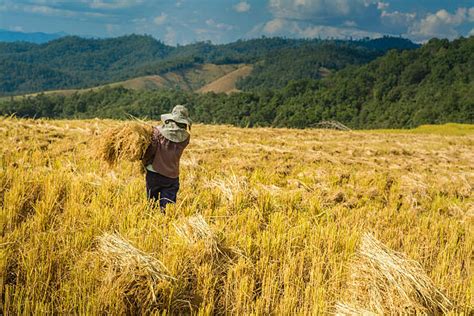 Royalty Free Filipino Farmer Pictures Images And Stock Photos Istock