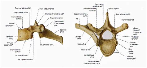 Lateral And Dorsal View Of The 5th Thoracic Vertebra — Anatomy