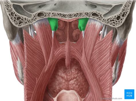 Eustachian Pharyngotympanic Tube Anatomy And Function Kenhub