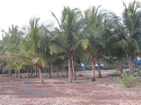 I'm searching for so many days but nothing is coming out. Coconut plantation | Kannur, Kerala, India. | Shareef ...