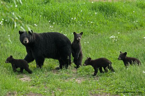 A Mother Bear And Her Cubs Wise About Bears