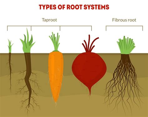 Is It Possible For You To Find Out Whether A Plant Has Taproot Or