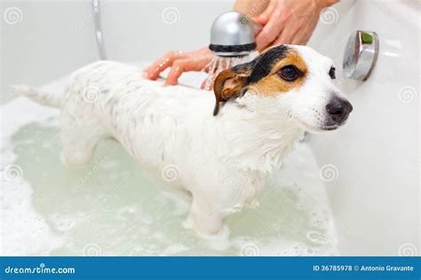 Dog Taking A Bath In A Bathtub Stock Photo Image Of Puppy Bathroom