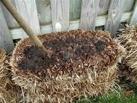 In his book straw bale gardens, joel karsten explains that straw bales function as another type of container gardening, except the container is the outside crust of the bale itself. Straw Bale Gardening: Start to Finish - YouTube