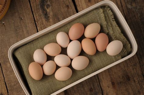 Hatching Chicken Eggs Can Be Fun And Exciting In This Second Part Of