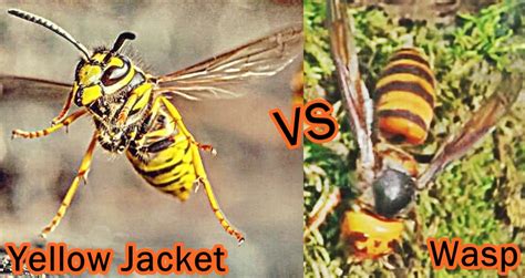 Difference Between Bee Wasp Yellow Jacket