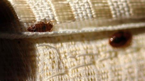 9 Things You Should Know About Bed Bugs School Of Bugs