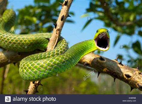 Recklessly Green Tree Snake Pictures