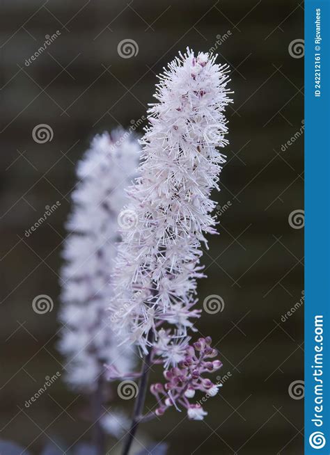Baneberry Actaea Simplex Brunette Flowers Stock Image Image Of