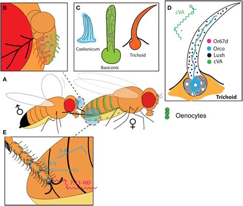 Pheromonal System Of Drosophila Melanogaster A A Male Engaging In