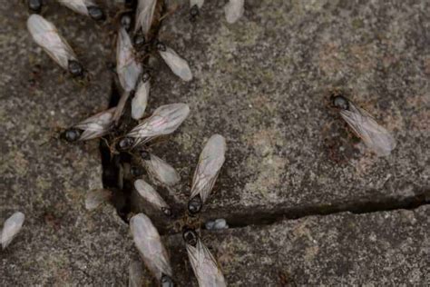 Bugs That Look Like Termites Pestseek