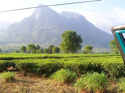 I Love Malawi Tea Plantations In Thyolo And Mulanje In Malawi