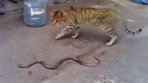 Brave Cat Takes On Snake In Heart Stopping Street Battle But Who
