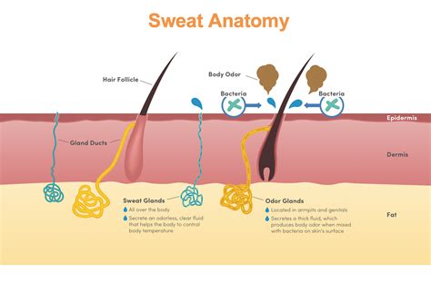 Sweat Less Live More Get Miradry For Sweat Reduction Forever Medspa